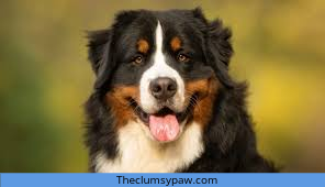 Bernese Mountain Dog