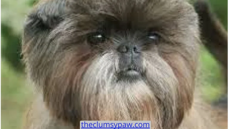 Affenpinscher, Dog Breed, Characteristics & Care