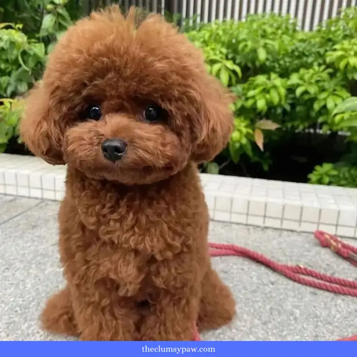 Shedless Dog Breeds